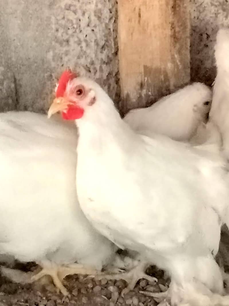 white bantam 2