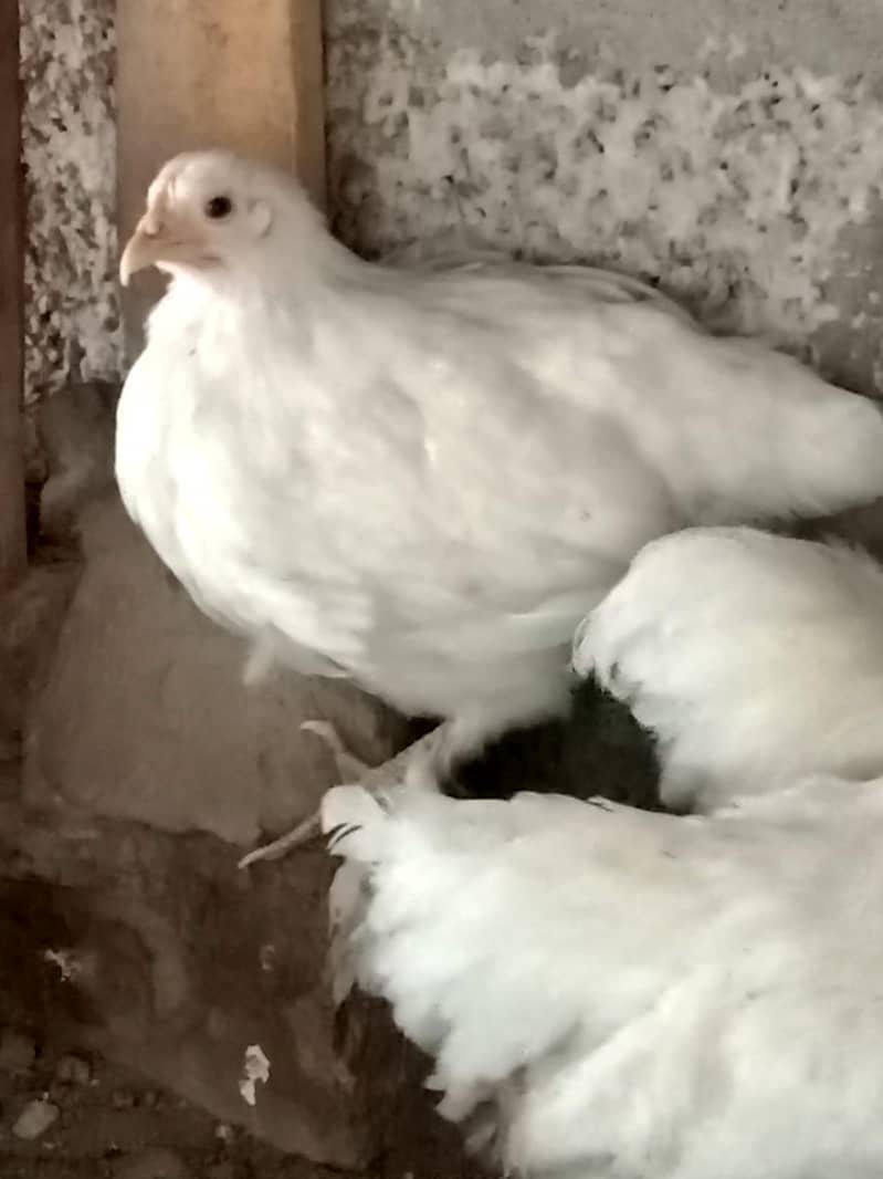 white bantam 3