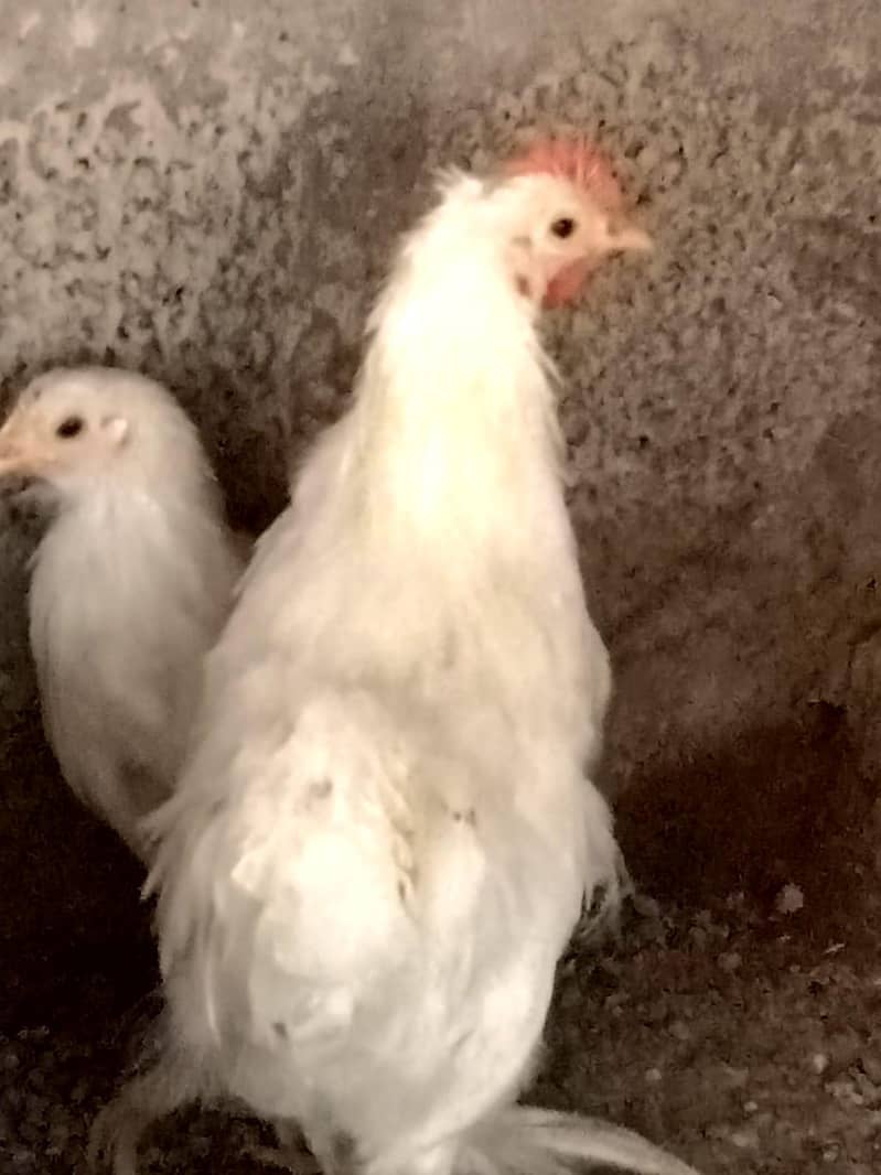 white bantam 4