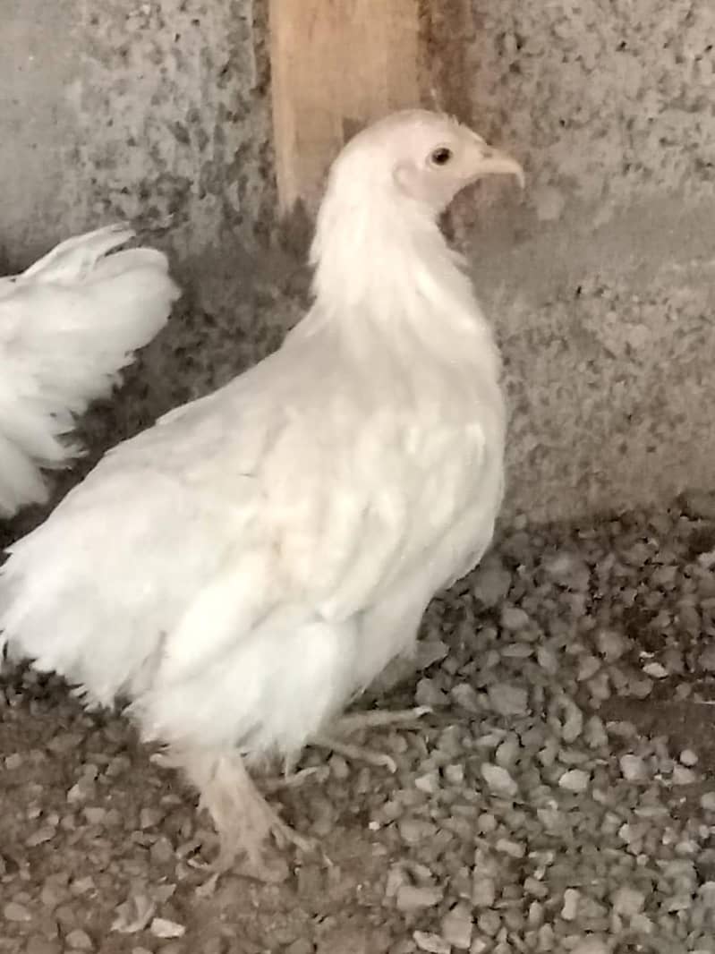 white bantam 5