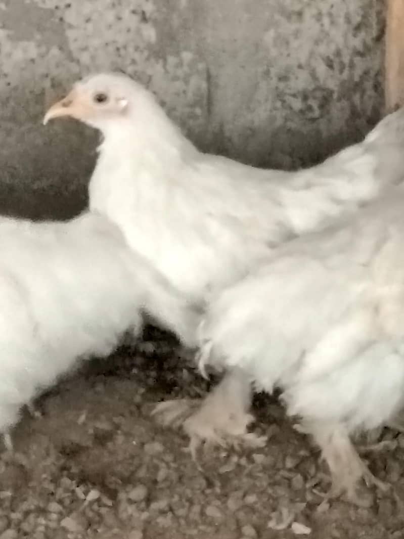 white bantam 6