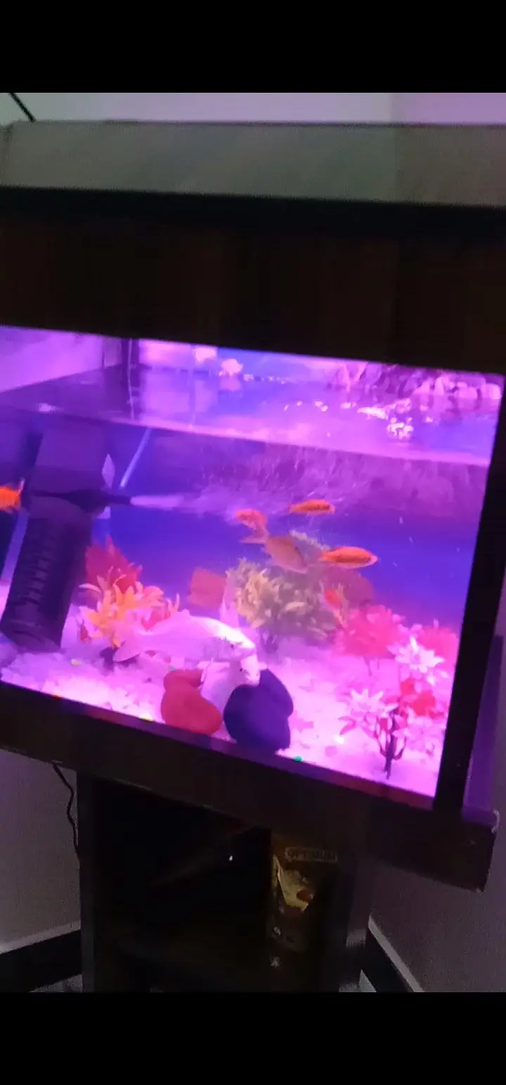 Aquarium Setup New — photo 2
