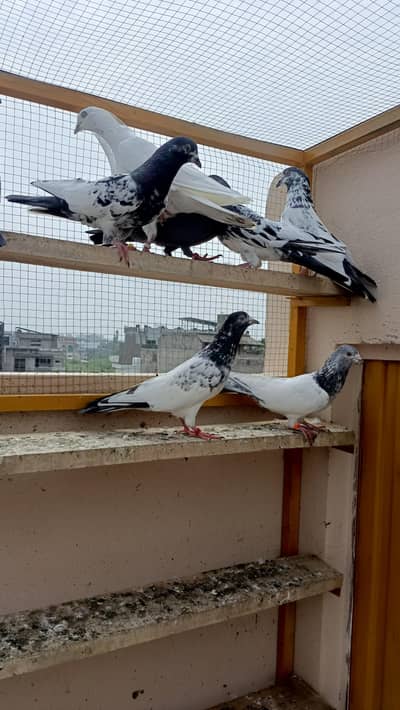 8 male for sale