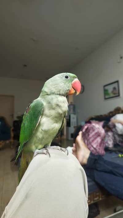 handtammed parrot olive for sale