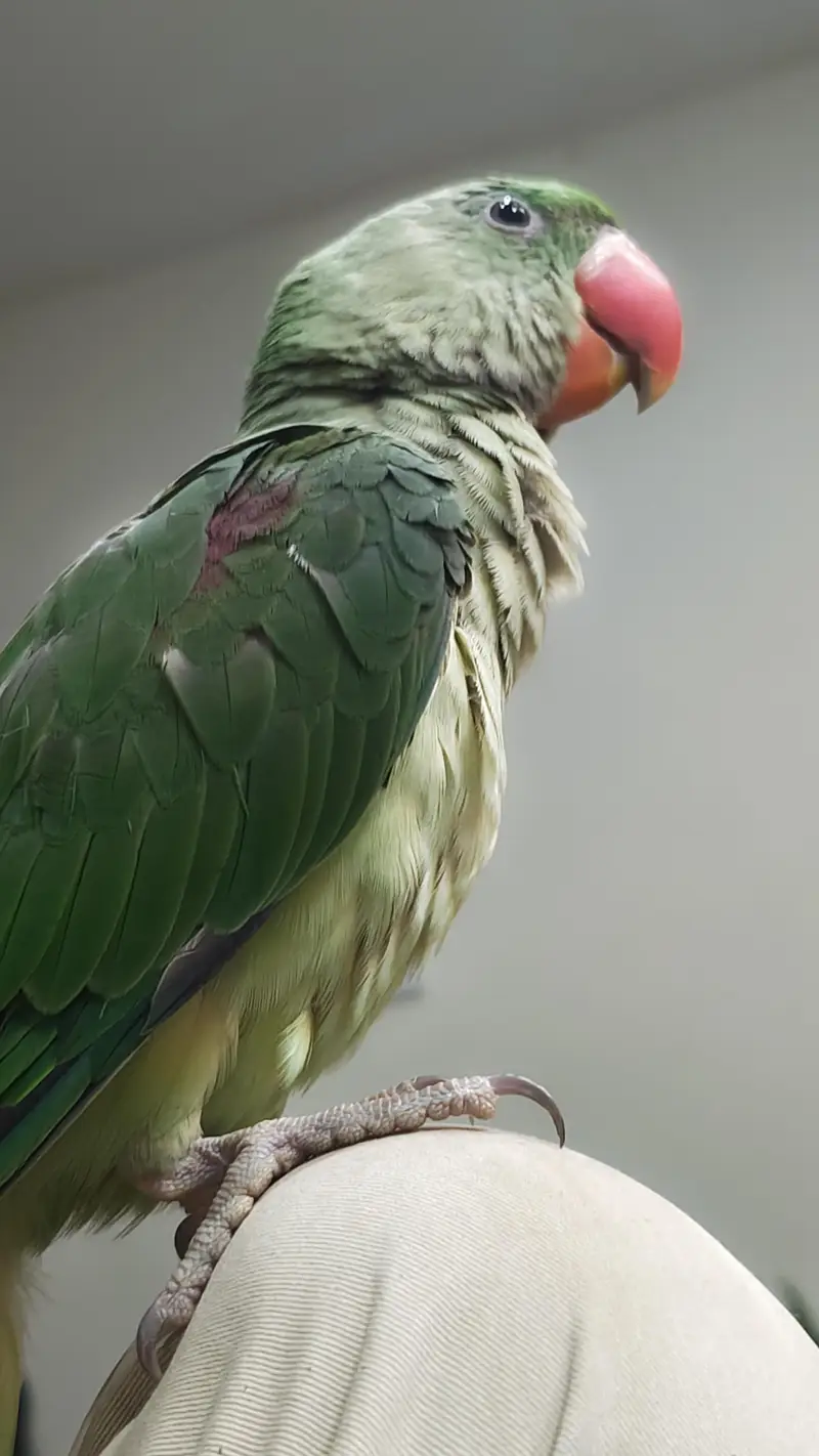 handtammed parrot olive for sale — photo 2
