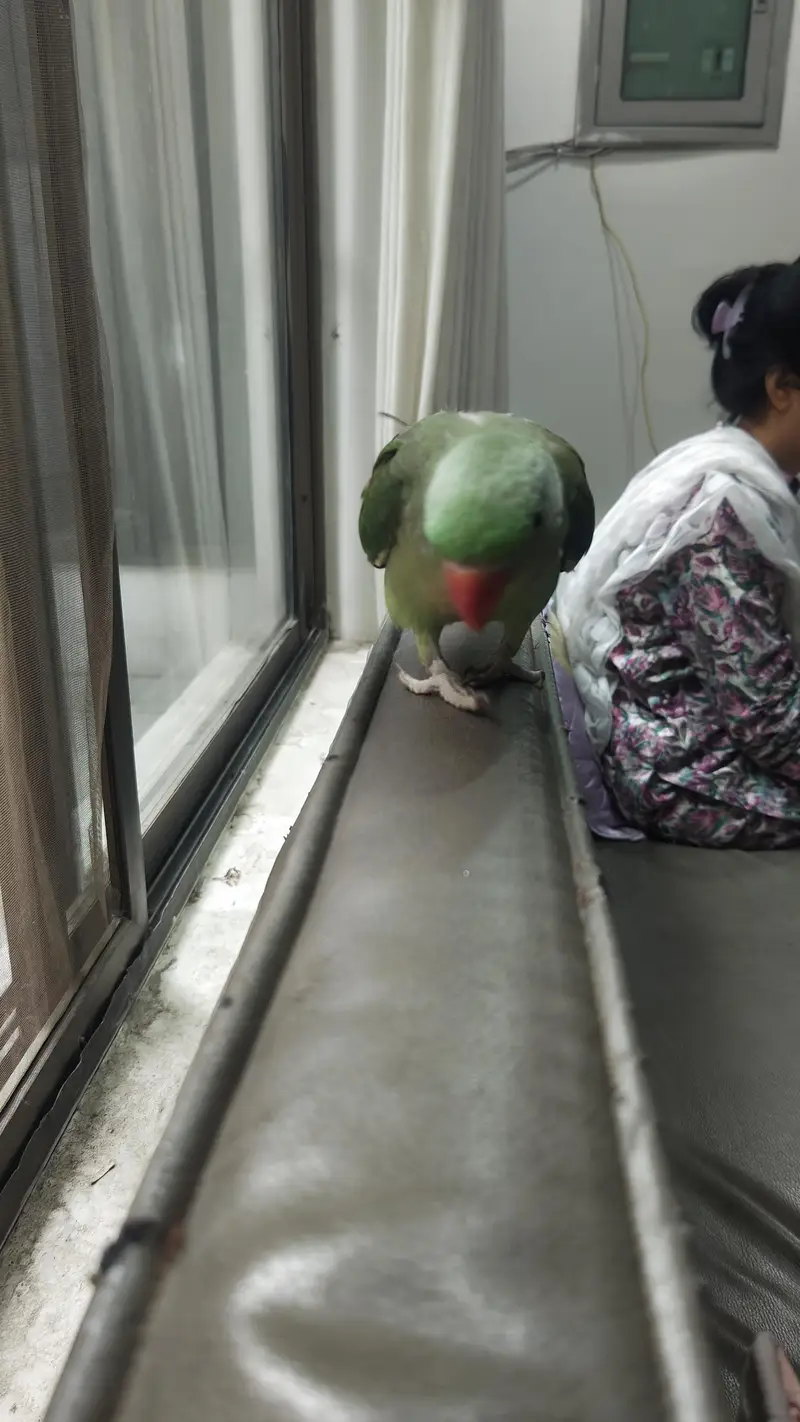 handtammed parrot olive for sale — photo 3