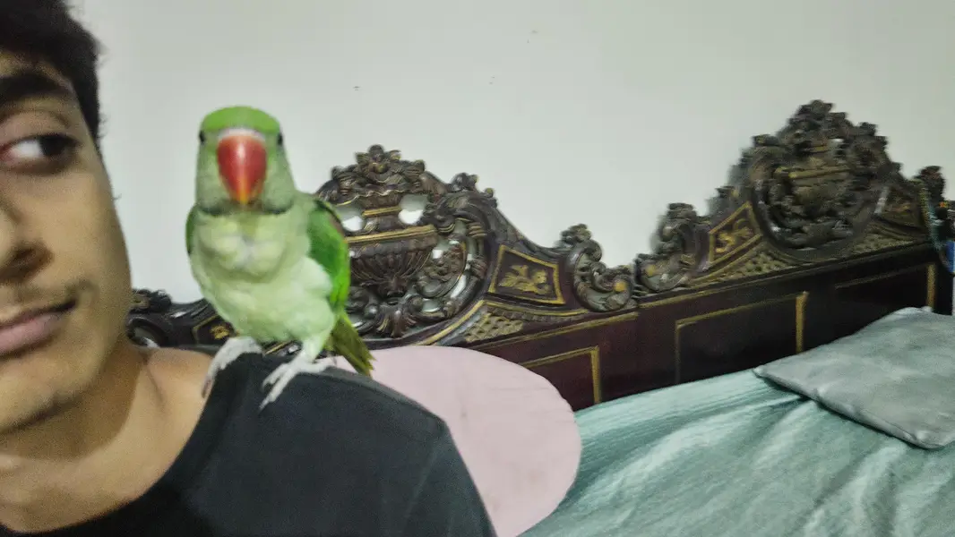 handtammed parrot olive for sale — photo 4