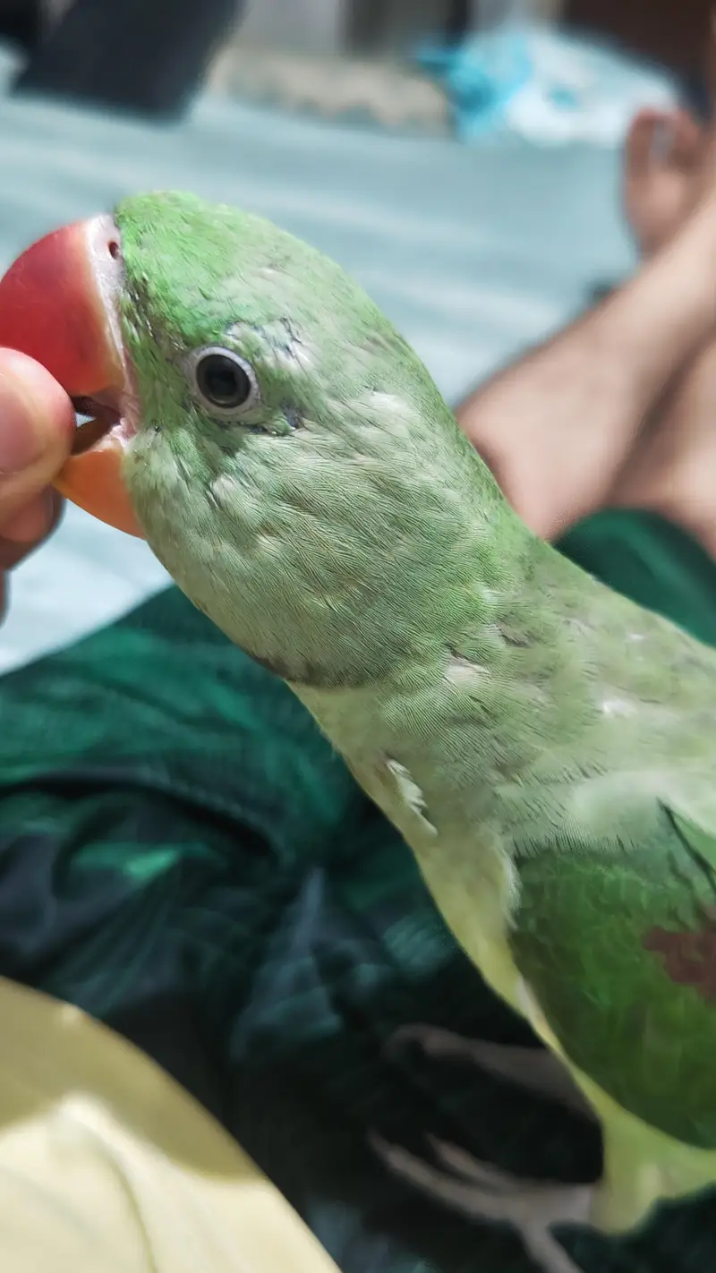 handtammed parrot olive for sale — photo 5