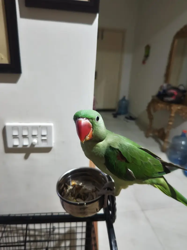 handtammed parrot olive for sale — photo 6