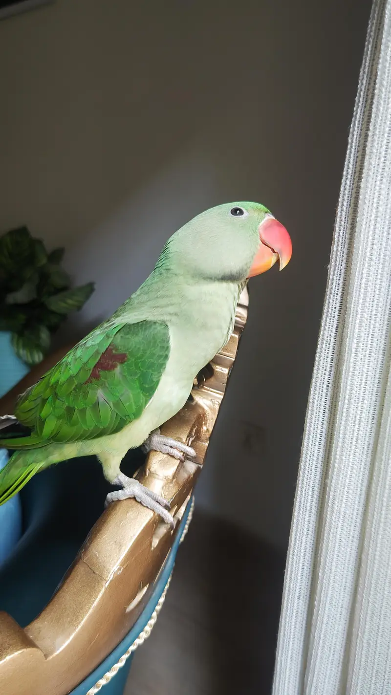 handtammed parrot olive for sale — photo 7