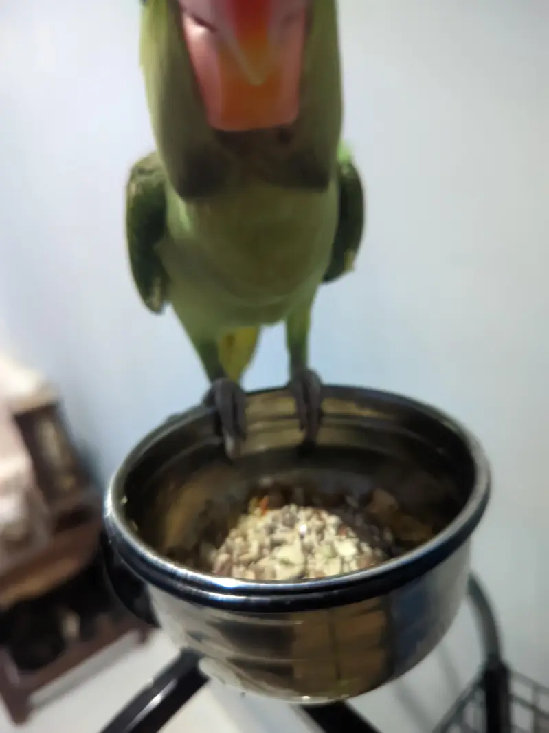 handtammed parrot olive for sale — photo 8