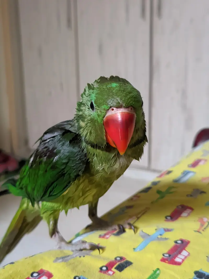 handtammed parrot olive for sale — photo 9