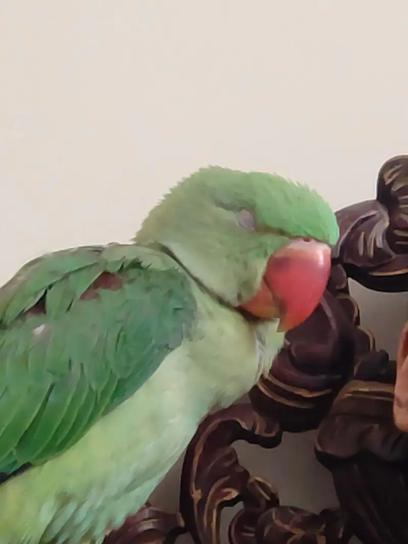 handtammed parrot olive for sale — photo 10