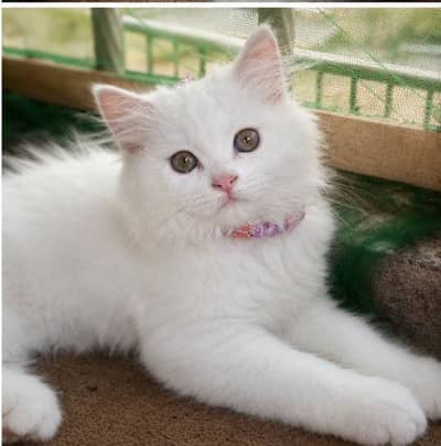 Persian cat for sale