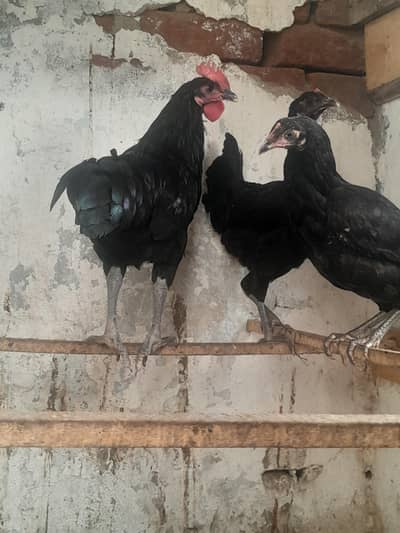 autrolop pairs available