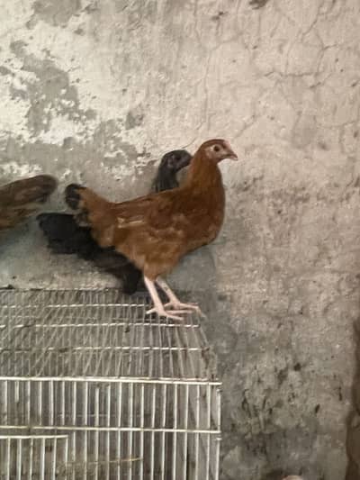 Golden misri pathi for sale