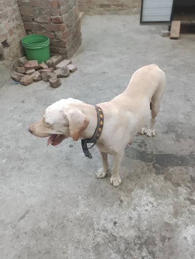 Labrador Male and female, single dog, for Sale full active and healthy