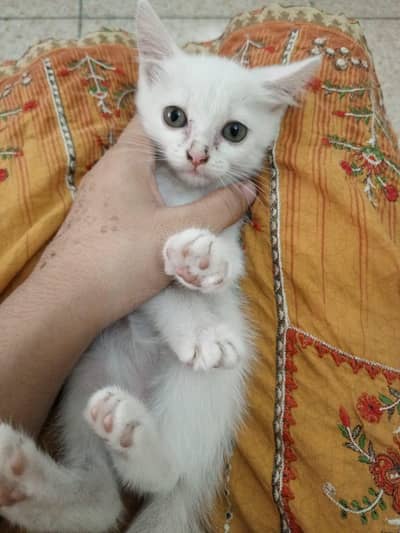 Female kitten