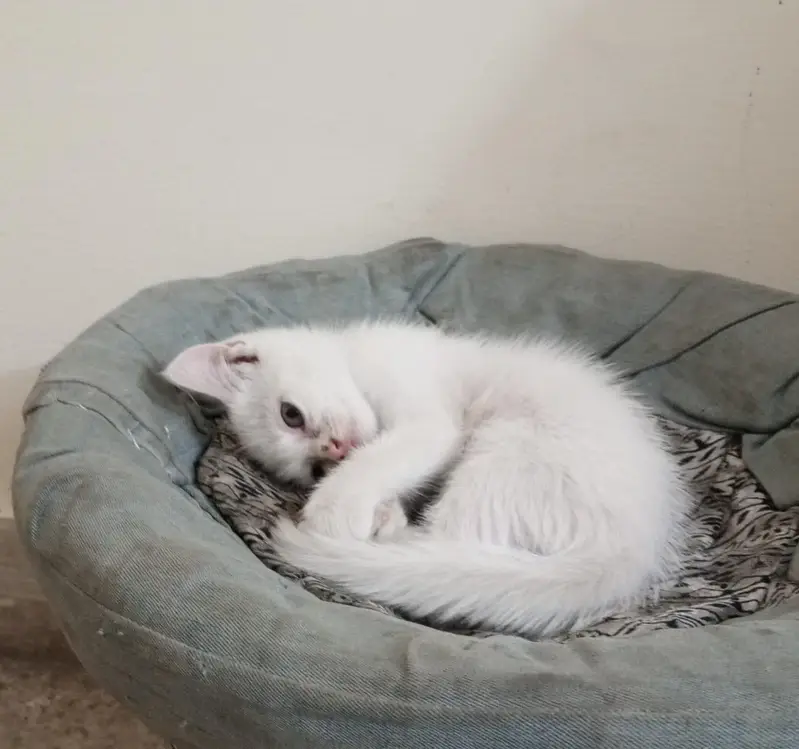 Female kitten — photo 2