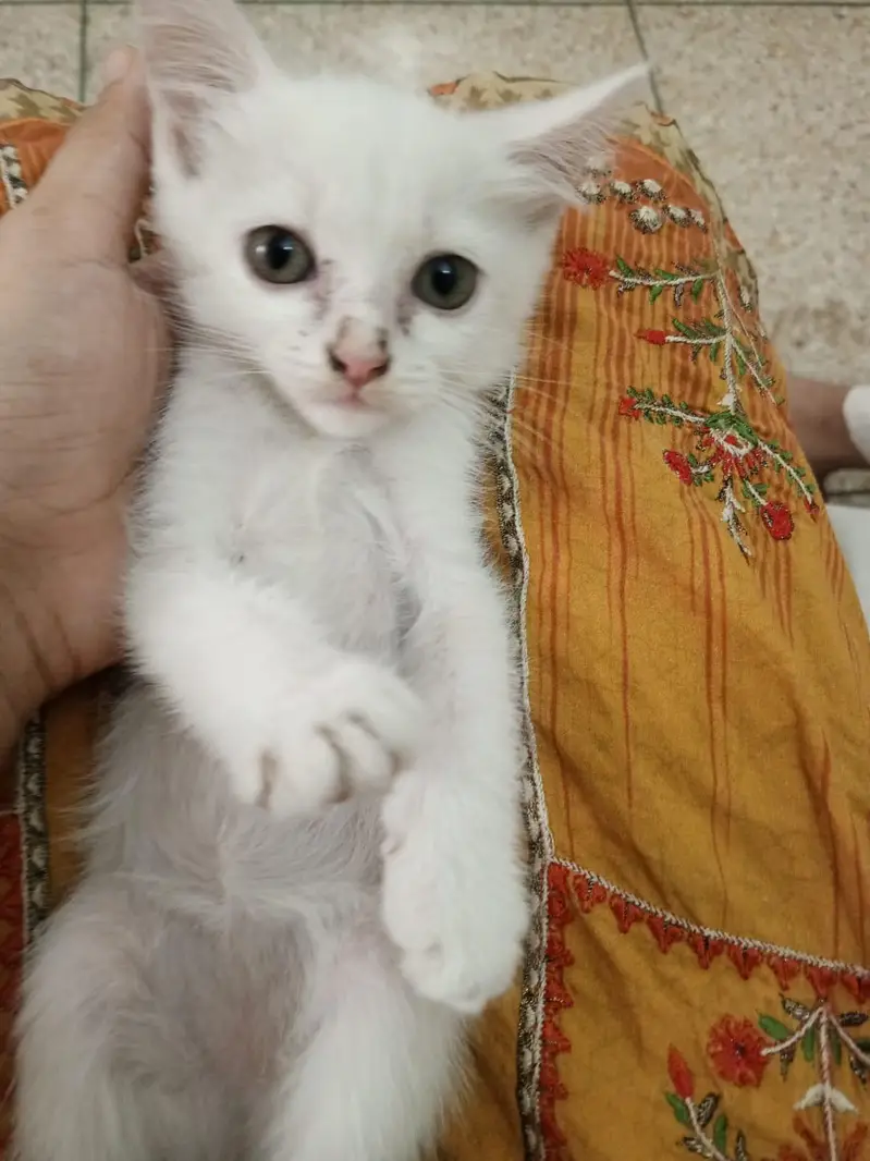 Female kitten — photo 3