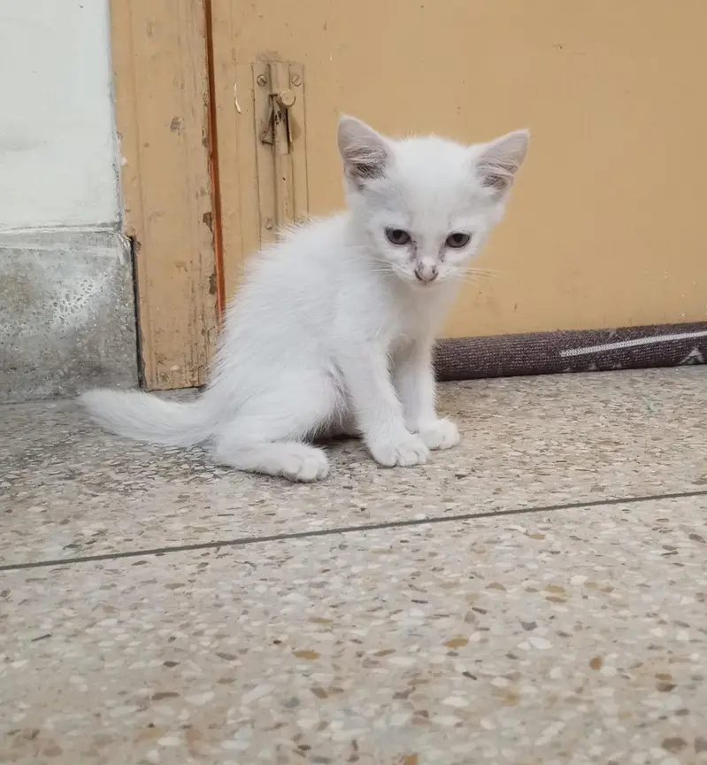 Female kitten — photo 4