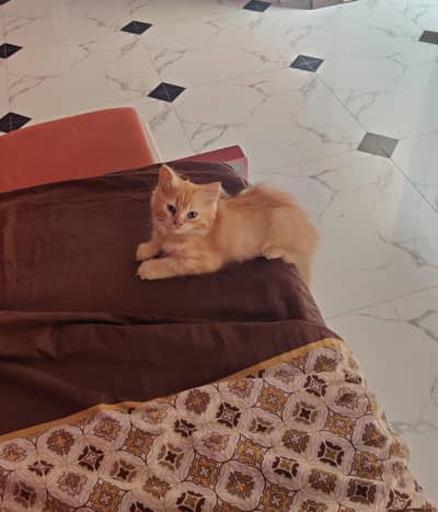 Persian Kitten