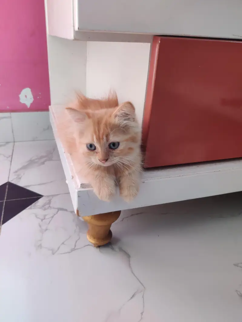 Persian Kitten — photo 2