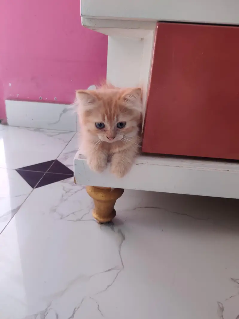 Persian Kitten — photo 3