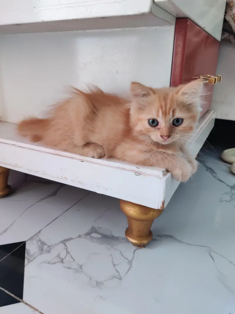 Persian Kitten — photo 4
