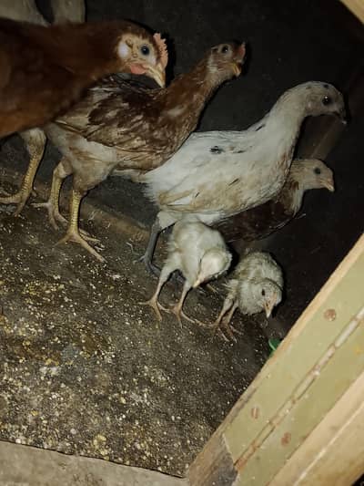 6 Misri Manasib Rate With 2 white chuzy free