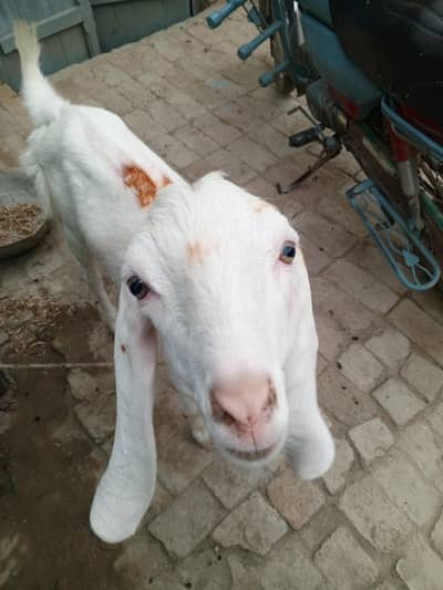goat for sell