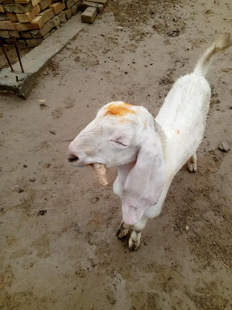goat for sell — photo 2