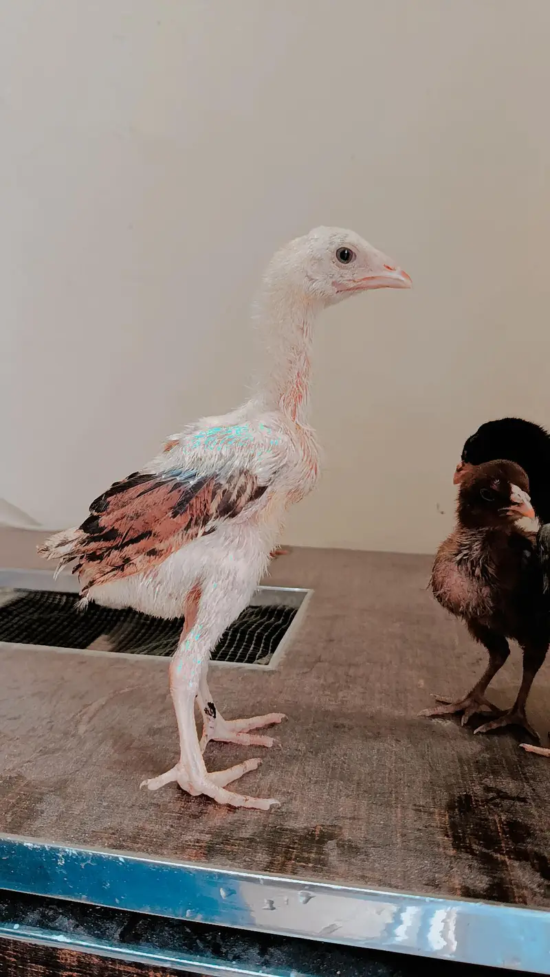 Band Gaddi Aseel chicks — photo 2