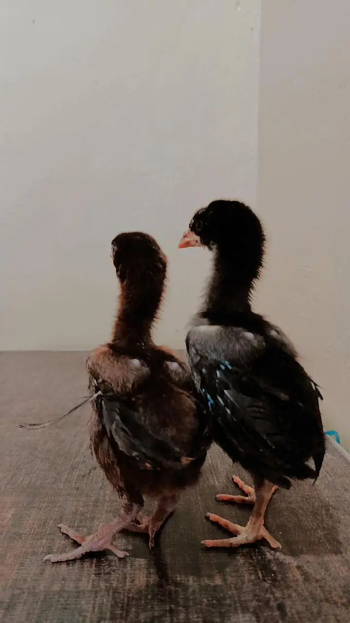 Band Gaddi Aseel chicks — photo 3