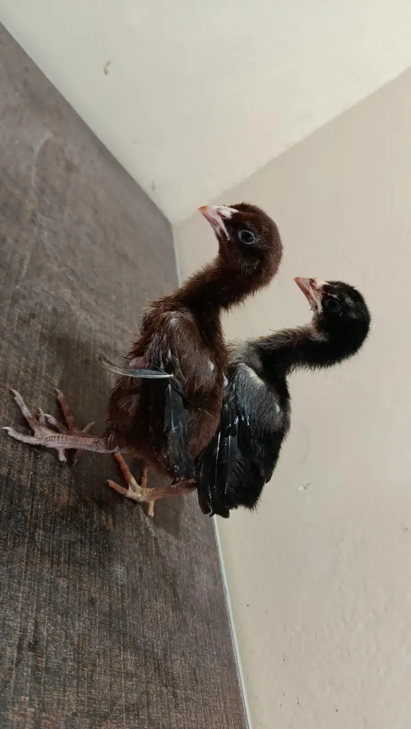Band Gaddi Aseel chicks — photo 4