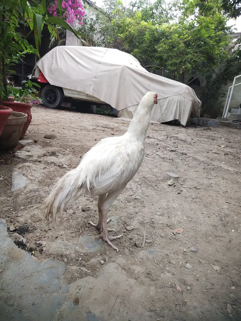 Heera Aseel patha — photo 5