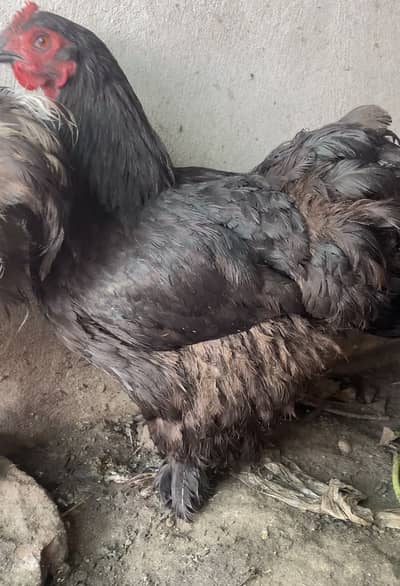 Black buff breeder set
