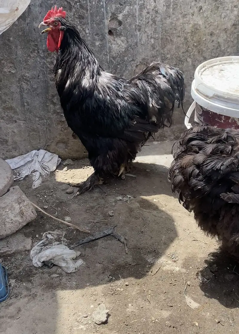 Black buff breeder set — photo 2