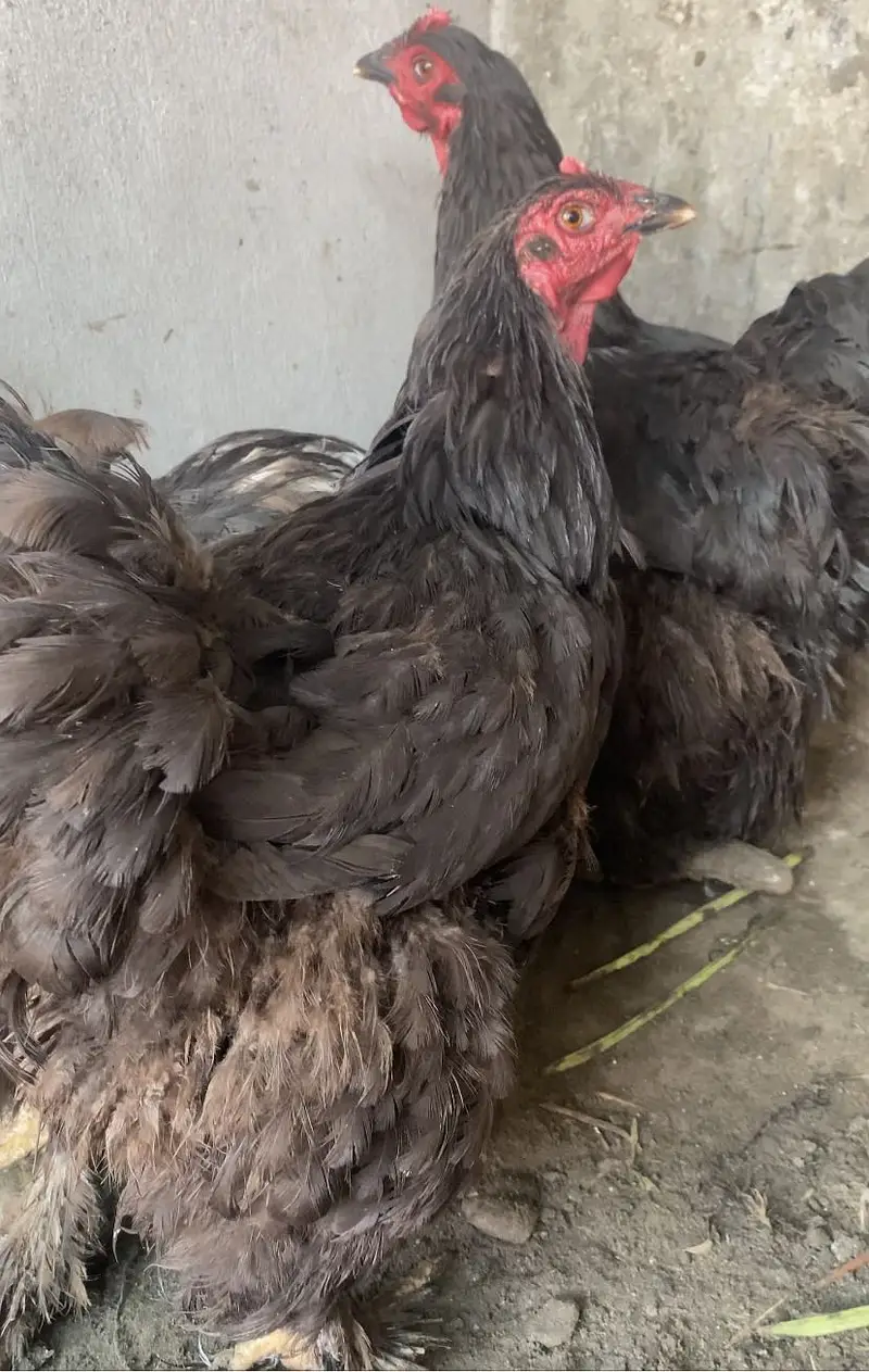 Black buff breeder set — photo 3