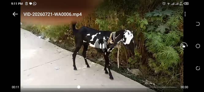 Desi bakri
