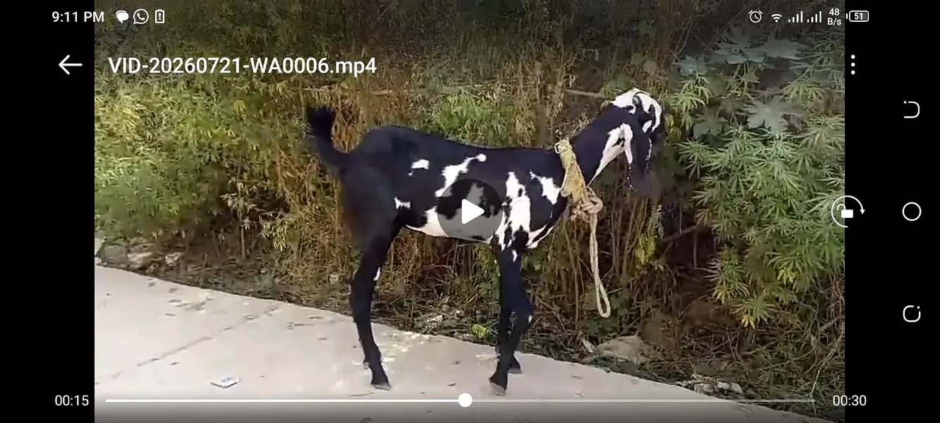 Desi bakri — photo 2