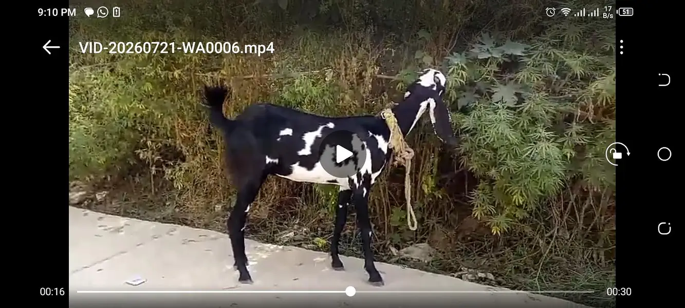 Desi bakri — photo 3