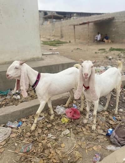 Female Gulabi Goats for Sale 2