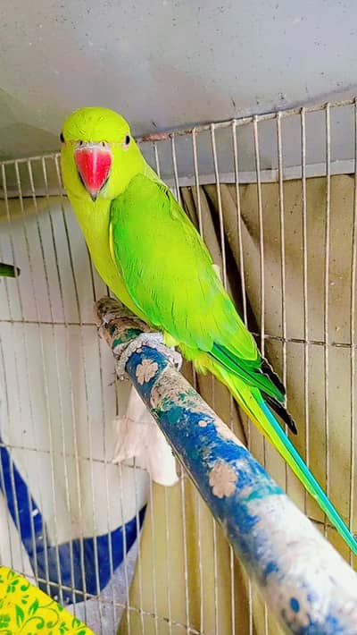 Ringneck Parrot