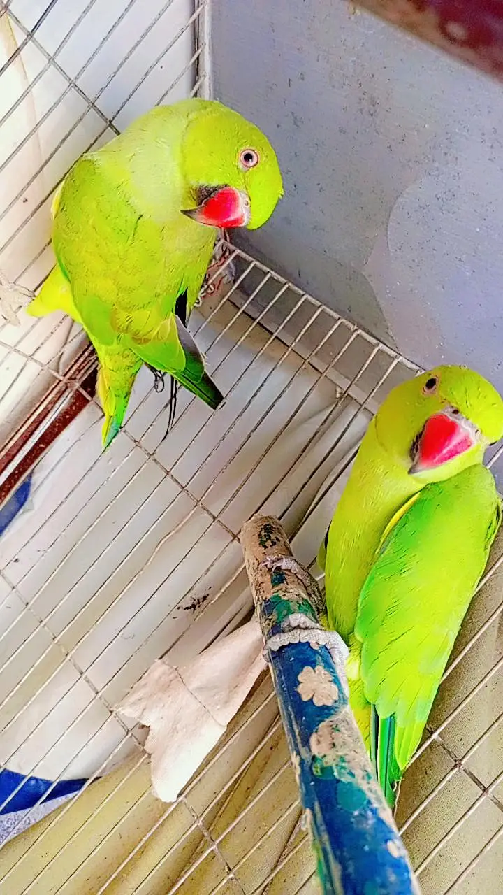 Ringneck Parrot — photo 2