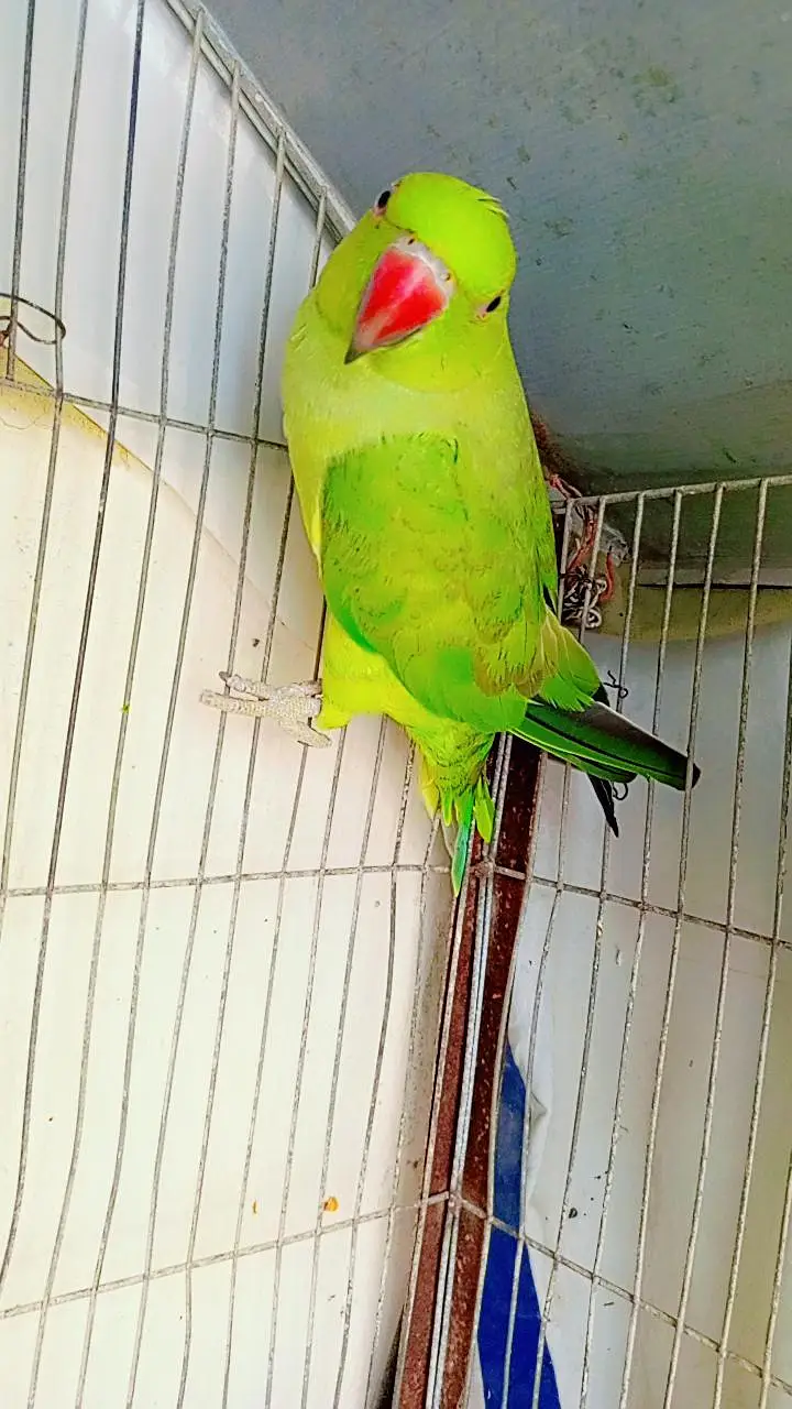 Ringneck Parrot — photo 3