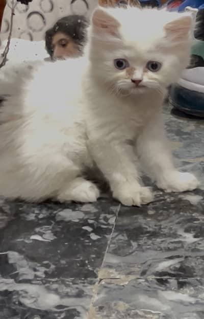 Female Triple coated Kitten for sale