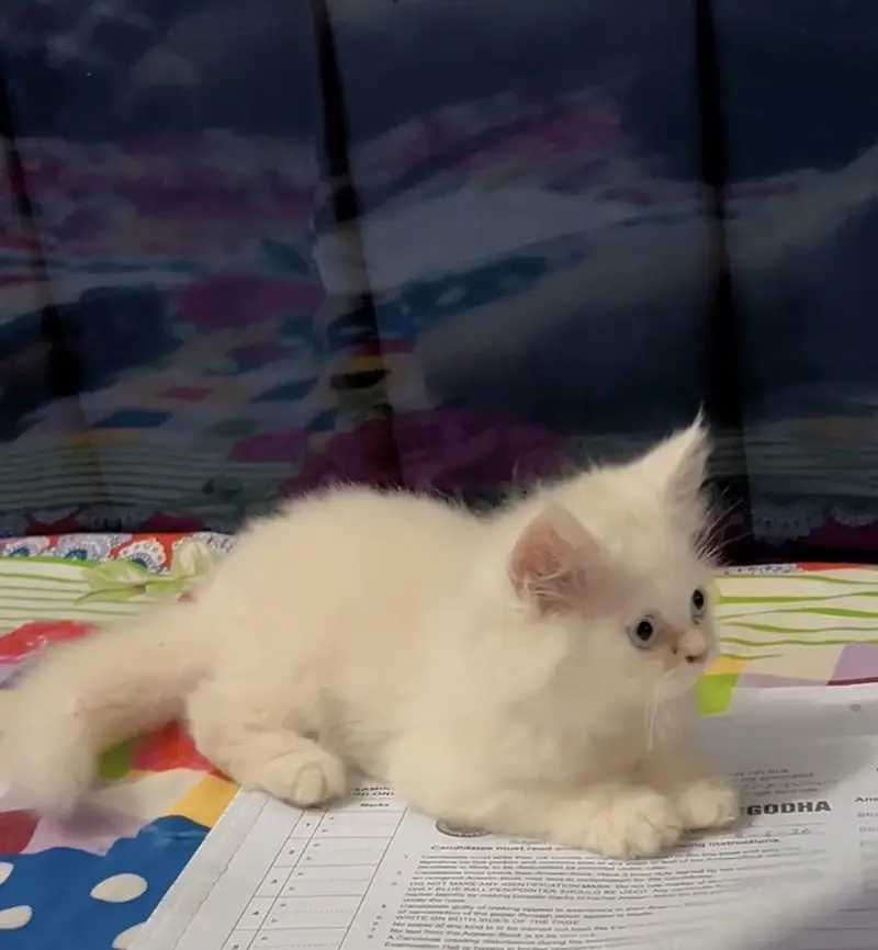 Female Triple coated Kitten for sale — photo 2