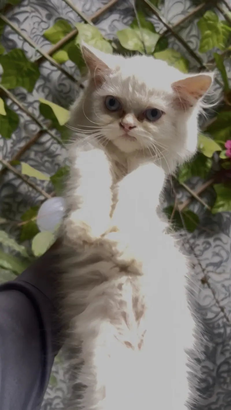 Female Triple coated Kitten for sale — photo 3