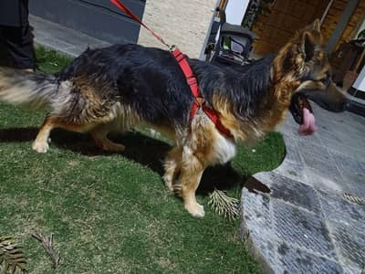 German Shepherd Dog